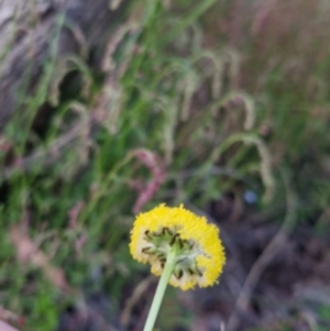 Craspedia variabilis at Bungendore, NSW - 26 Nov 2022