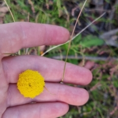 Craspedia variabilis at Bungendore, NSW - 26 Nov 2022