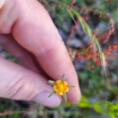 Hypericum gramineum (Small St Johns Wort) at Bungendore, NSW - 26 Nov 2022 by clarehoneydove