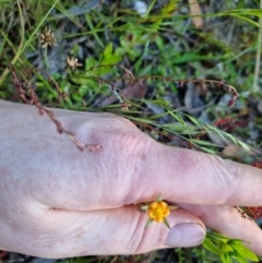 Hypericum gramineum at Bungendore, NSW - 26 Nov 2022