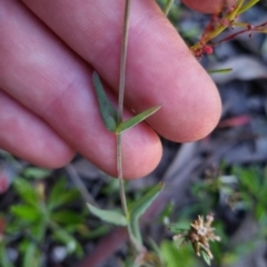 Hypericum gramineum at Bungendore, NSW - 26 Nov 2022