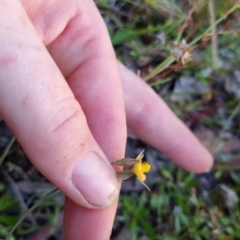 Hypericum gramineum at Bungendore, NSW - 26 Nov 2022