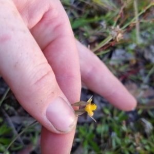 Hypericum gramineum at Bungendore, NSW - 26 Nov 2022