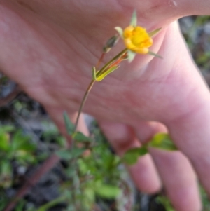 Hypericum gramineum at Bungendore, NSW - 26 Nov 2022