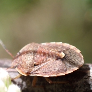 Dictyotus caenosus at Murrumbateman, NSW - 26 Nov 2022 03:27 PM