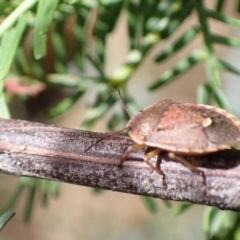 Dictyotus caenosus at Murrumbateman, NSW - 26 Nov 2022