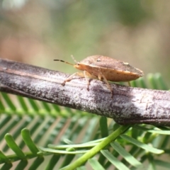 Dictyotus caenosus at Murrumbateman, NSW - 26 Nov 2022 03:27 PM