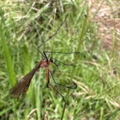 Harpobittacus (genus) (Hangingfly) at Ainslie, ACT - 26 Nov 2022 by Pirom
