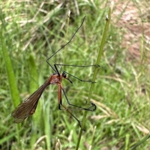 Harpobittacus sp. (genus) at Ainslie, ACT - 26 Nov 2022 03:16 PM