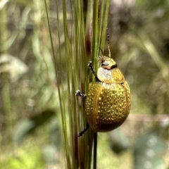 Paropsisterna cloelia (Eucalyptus variegated beetle) at Ainslie, ACT - 26 Nov 2022 by Pirom