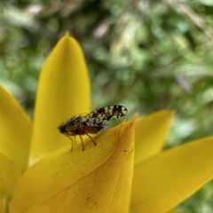 Austrotephritis fuscata (A fruit fly) at Ainslie, ACT - 26 Nov 2022 by Pirom