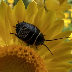 Ellipsidion australe at Ainslie, ACT - 26 Nov 2022 03:26 PM