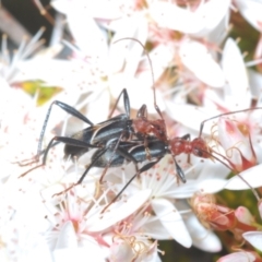 Zoedia divisa at Paddys River, ACT - 24 Nov 2022 04:57 PM