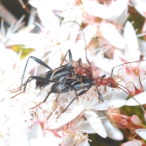 Zoedia divisa at Paddys River, ACT - 24 Nov 2022