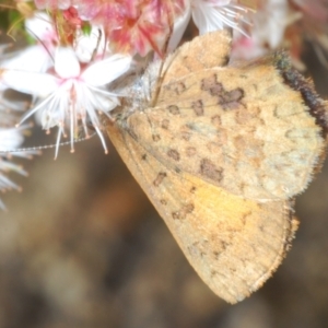 Paralucia aurifera at Paddys River, ACT - 24 Nov 2022