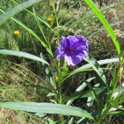 Solanum linearifolium (Kangaroo Apple) at Hawker, ACT - 25 Nov 2022 by MatthewFrawley