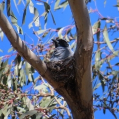 Coracina novaehollandiae (Black-faced Cuckooshrike) at Hawker, ACT - 26 Nov 2022 by MatthewFrawley