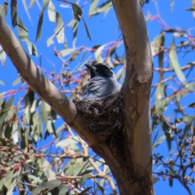 Coracina novaehollandiae (Black-faced Cuckooshrike) at Hawker, ACT - 26 Nov 2022 by MatthewFrawley