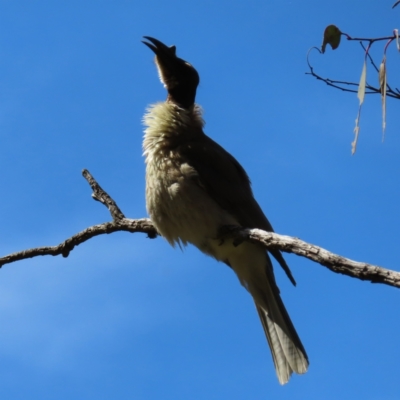 Philemon corniculatus (Noisy Friarbird) at The Pinnacle - 25 Nov 2022 by MatthewFrawley