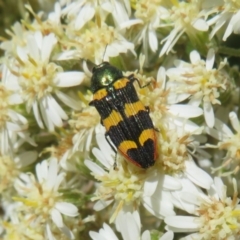 Castiarina interstitialis at Cotter River, ACT - 26 Nov 2022