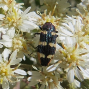 Castiarina interstitialis at Cotter River, ACT - 26 Nov 2022