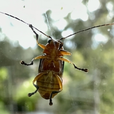 Unverified Longhorn beetle (Cerambycidae) at Aranda, ACT - 27 Nov 2022 by KMcCue