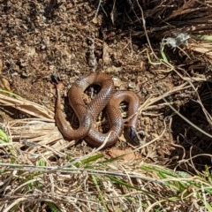 Parasuta dwyeri (Dwyer's Black-headed Snake) at Williamsdale, NSW - 10 Oct 2022 by mainsprite