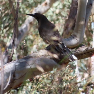 Strepera versicolor (Grey Currawong) at Molonglo Valley, ACT - 26 Nov 2022 by MatthewFrawley