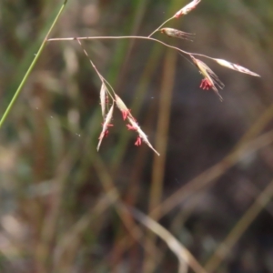 Rytidosperma pallidum at Molonglo Valley, ACT - 26 Nov 2022