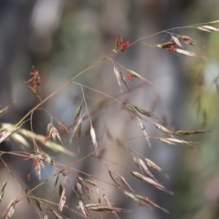 Rytidosperma pallidum at Molonglo Valley, ACT - 26 Nov 2022