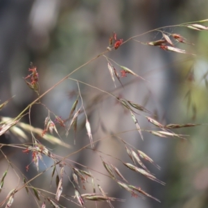 Rytidosperma pallidum at Molonglo Valley, ACT - 26 Nov 2022 11:04 AM