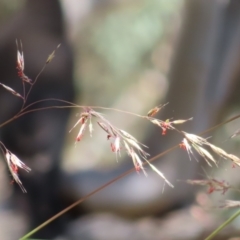 Rytidosperma pallidum at Molonglo Valley, ACT - 26 Nov 2022 11:04 AM