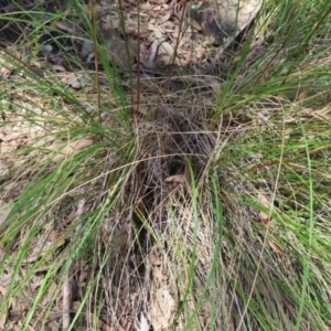 Rytidosperma pallidum at Molonglo Valley, ACT - 26 Nov 2022 11:04 AM