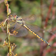 Hemicordulia tau (Tau Emerald) at Molonglo Valley, ACT - 26 Nov 2022 by MatthewFrawley