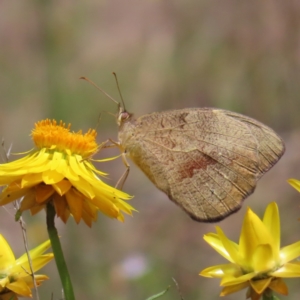 Heteronympha merope at Molonglo Valley, ACT - 26 Nov 2022 11:58 AM