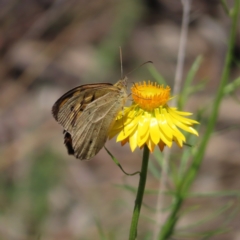 Heteronympha merope at Molonglo Valley, ACT - 26 Nov 2022 11:58 AM