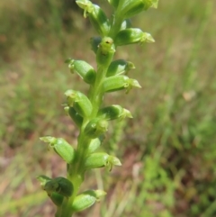 Microtis unifolia (Common Onion Orchid) at Molonglo Valley, ACT - 26 Nov 2022 by MatthewFrawley