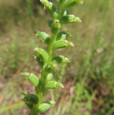 Microtis unifolia (Common Onion Orchid) at Molonglo Valley, ACT - 26 Nov 2022 by MatthewFrawley