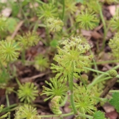 Hydrocotyle laxiflora (Stinking Pennywort) at Molonglo Valley, ACT - 26 Nov 2022 by MatthewFrawley