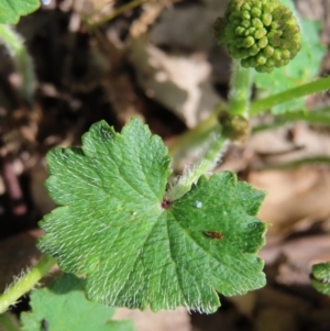 Hydrocotyle laxiflora at Molonglo Valley, ACT - 26 Nov 2022