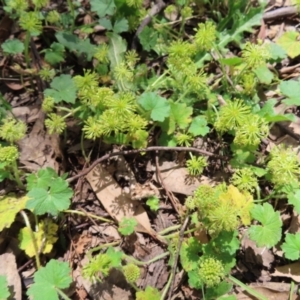 Hydrocotyle laxiflora at Molonglo Valley, ACT - 26 Nov 2022