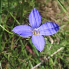 Wahlenbergia stricta subsp. stricta (Tall Bluebell) at Campbell, ACT - 26 Nov 2022 by MatthewFrawley