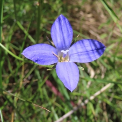 Wahlenbergia stricta subsp. stricta (Tall Bluebell) at Campbell, ACT - 26 Nov 2022 by MatthewFrawley