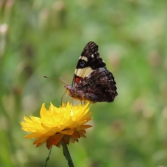 Vanessa itea (Yellow Admiral) at Campbell, ACT - 26 Nov 2022 by MatthewFrawley