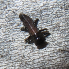 Chrysomelidae sp. (family) (Unidentified Leaf Beetle) at Cotter River, ACT - 25 Nov 2022 by Christine