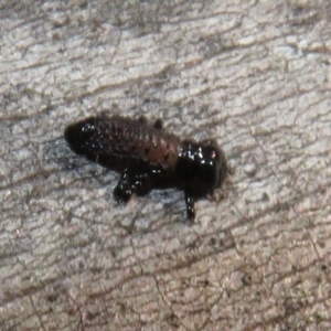 Chrysomelidae sp. (family) at Cotter River, ACT - 26 Nov 2022