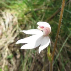 Caladenia alpina (Mountain Caps) at Cotter River, ACT - 26 Nov 2022 by Christine
