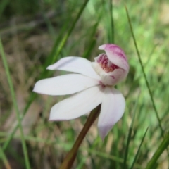 Caladenia alpina at Cotter River, ACT - 26 Nov 2022