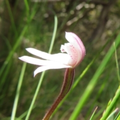 Caladenia alpina at Cotter River, ACT - 26 Nov 2022