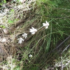 Caladenia alpina at Cotter River, ACT - suppressed